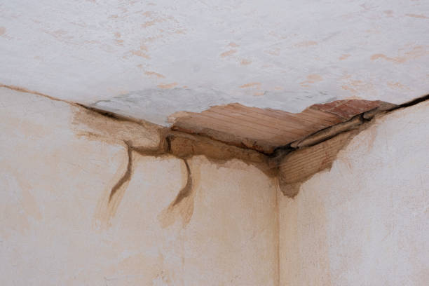 Best Carpet water damage restoration  in Ddleville, MI